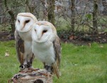 Prachtige exemplaren bij de roofvogelshow.