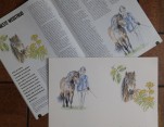 Ik heb een poos op de ponies gestudeerd om een goede Dartmoor na te kunnen tekenen.