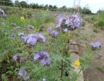 Phacelia bloeit volop.