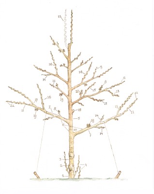 Appelboom